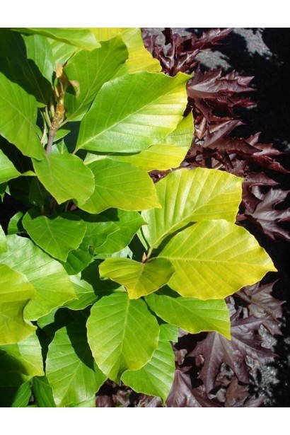 Девік Голд використання в садівництві